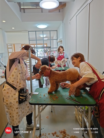 格安トリミング カットモデル犬 トリミングサンプル