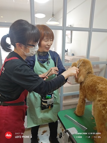 格安トリミング カットモデル犬 トリミングサンプル