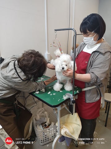 格安トリミング カットモデル犬 トリミングサンプル