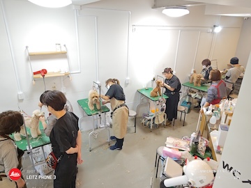 格安トリミング カットモデル犬 トリミングサンプル