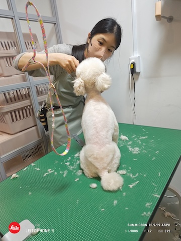 格安トリミング カットモデル犬 トリミングサンプル