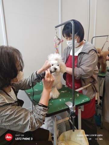 格安トリミング カットモデル犬 トリミングサンプル