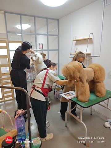 格安トリミング カットモデル犬 トリミングサンプル