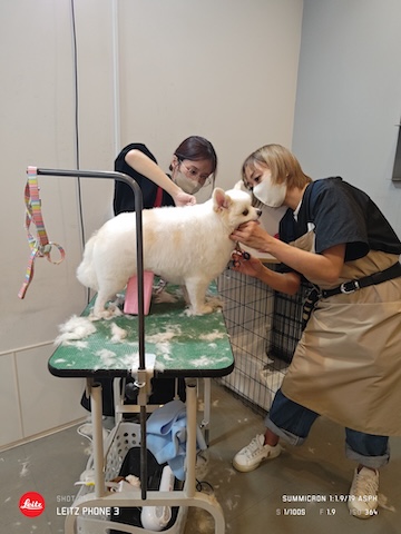 格安トリミング カットモデル犬 トリミングサンプル