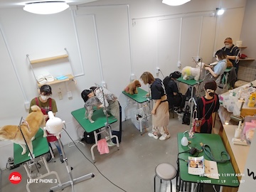 格安トリミング カットモデル犬 トリミングサンプル