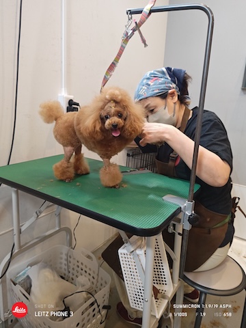 格安トリミング カットモデル犬 トリミングサンプル