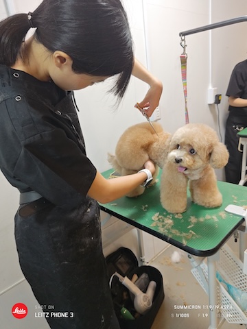 格安トリミング カットモデル犬 トリミングサンプル