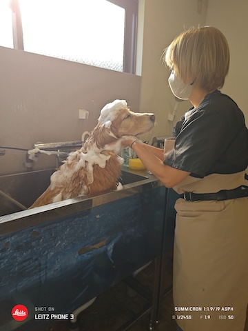 格安トリミング カットモデル犬 トリミングサンプル