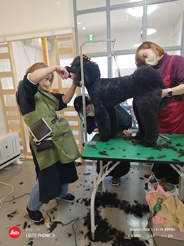 格安トリミング カットモデル犬 トリミングサンプル