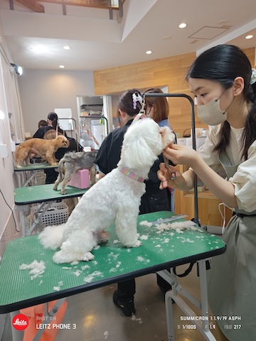 格安トリミング カットモデル犬 トリミングサンプル