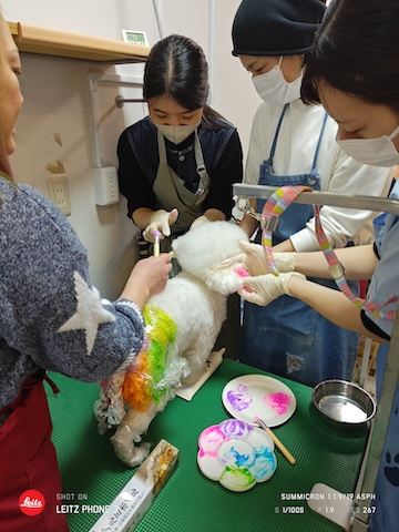 格安トリミング カットモデル犬 トリミングサンプル