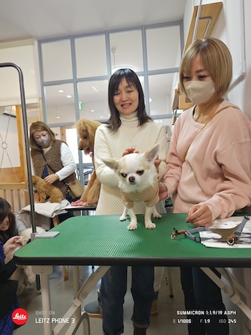 格安トリミング カットモデル犬 トリミングサンプル