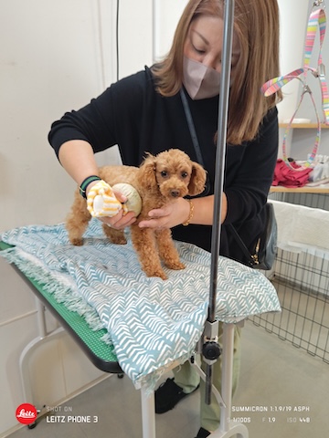 格安トリミング カットモデル犬 トリミングサンプル