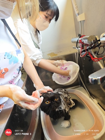 格安トリミング カットモデル犬 トリミングサンプル