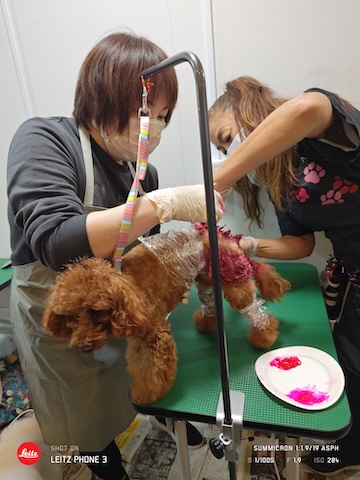 格安トリミング カットモデル犬 トリミングサンプル