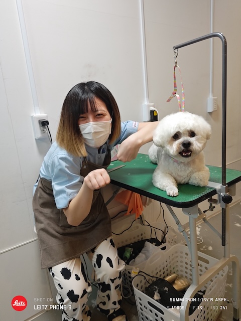 格安トリミング カットモデル犬 トリミングサンプル