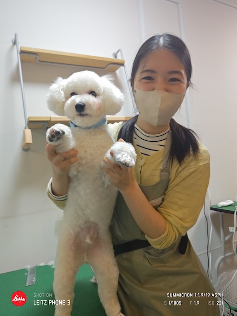格安トリミング カットモデル犬 トリミングサンプル