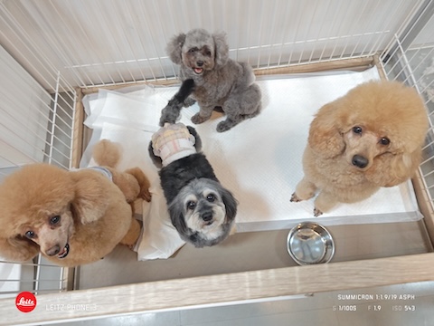 格安トリミング カットモデル犬 トリミングサンプル