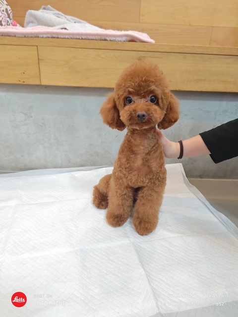 格安トリミング カットモデル犬 トリミングサンプル