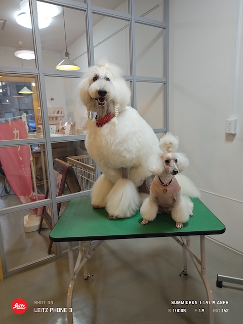 格安トリミング カットモデル犬 トリミングサンプル