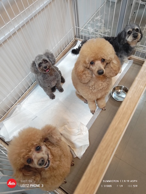 格安トリミング カットモデル犬 トリミングサンプル