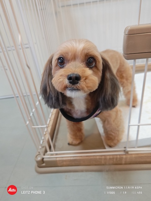 格安トリミング カットモデル犬 トリミングサンプル