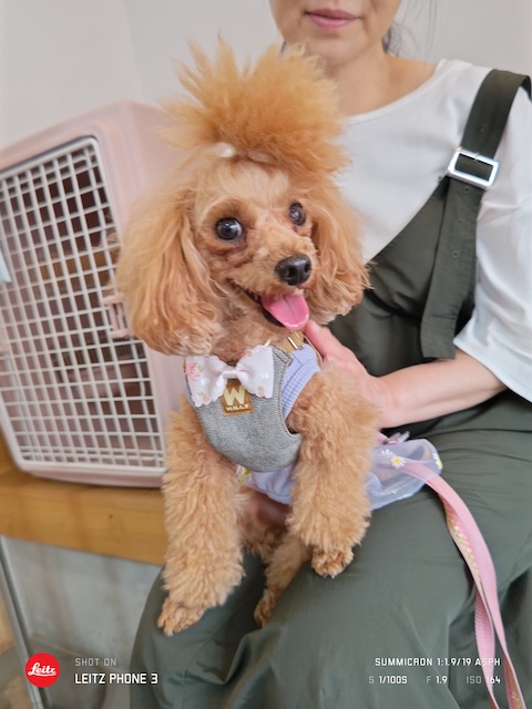 格安トリミング カットモデル犬 トリミングサンプル