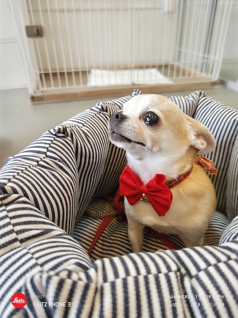 格安トリミング カットモデル犬 トリミングサンプル