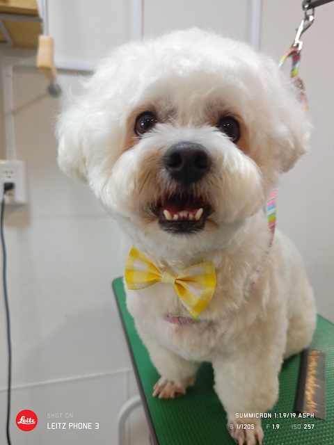 格安トリミング カットモデル犬 トリミングサンプル