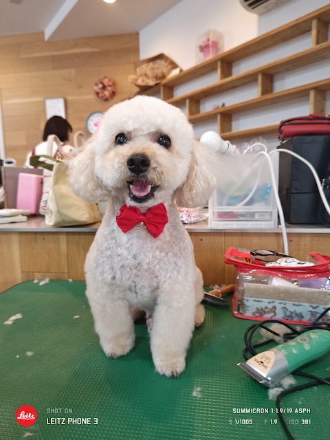 格安トリミング カットモデル犬 トリミングサンプル