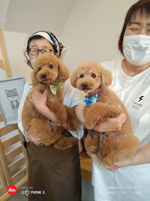 格安トリミング カットモデル犬 トリミングサンプル