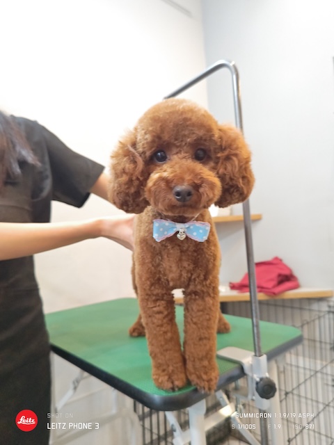 格安トリミング カットモデル犬 トリミングサンプル