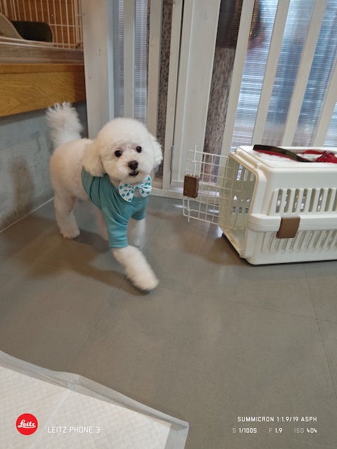 格安トリミング カットモデル犬 トリミングサンプル