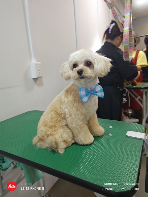 格安トリミング カットモデル犬 トリミングサンプル