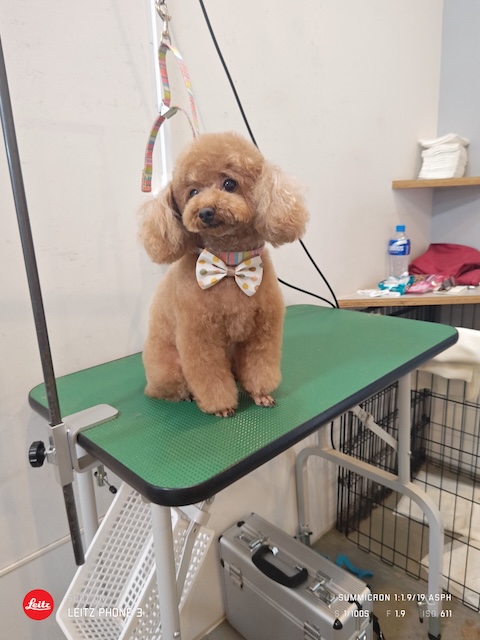 格安トリミング カットモデル犬 トリミングサンプル