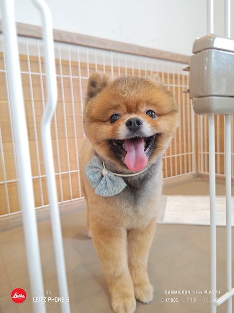 格安トリミング カットモデル犬 トリミングサンプル