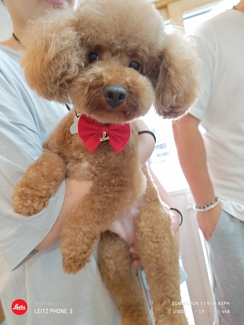 格安トリミング カットモデル犬 トリミングサンプル