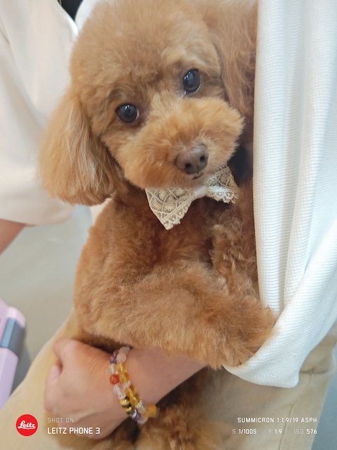 格安トリミング カットモデル犬 トリミングサンプル