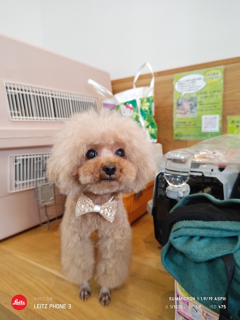 格安トリミング カットモデル犬 トリミングサンプル