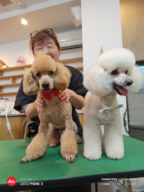 格安トリミング カットモデル犬 トリミングサンプル