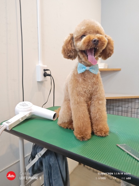 格安トリミング カットモデル犬 トリミングサンプル