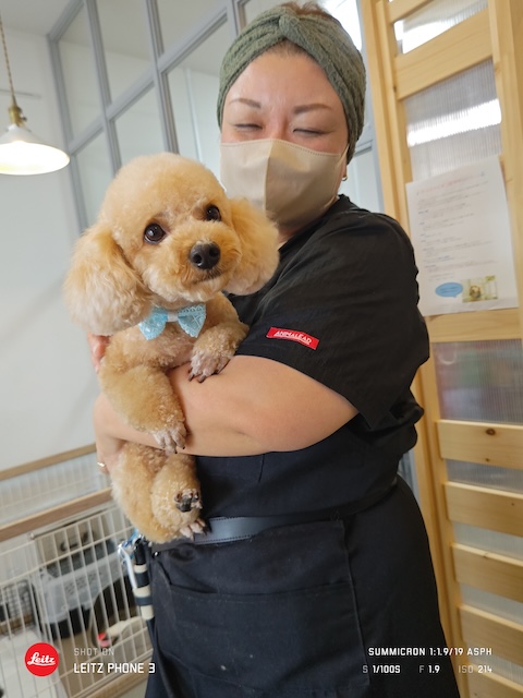 格安トリミング カットモデル犬 トリミングサンプル