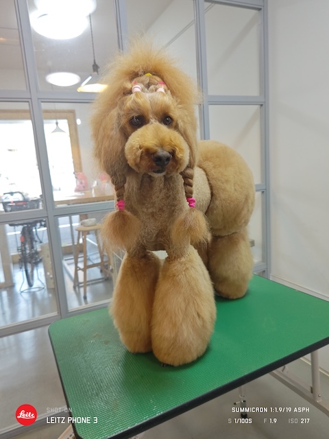 格安トリミング カットモデル犬 トリミングサンプル