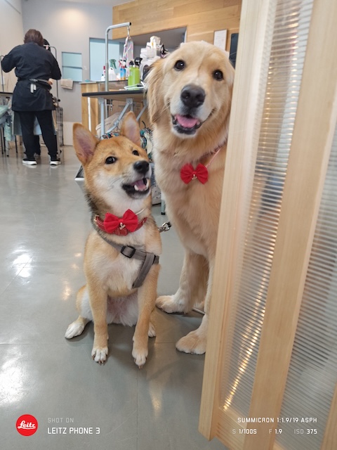 格安トリミング カットモデル犬 トリミングサンプル