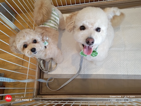 格安トリミング カットモデル犬 トリミングサンプル