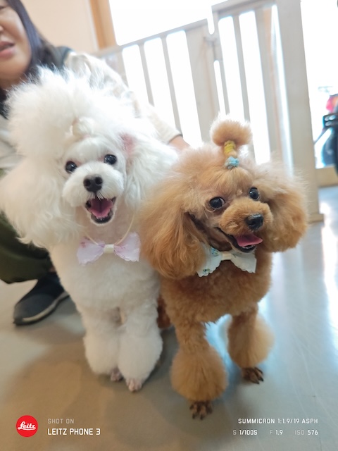 格安トリミング カットモデル犬 トリミングサンプル