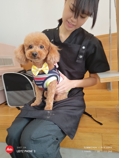 格安トリミング カットモデル犬 トリミングサンプル