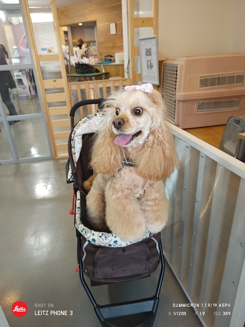 格安トリミング カットモデル犬 トリミングサンプル