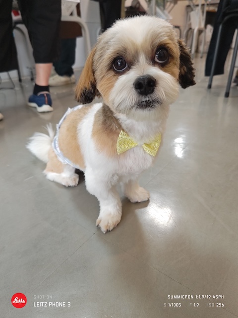 格安トリミング カットモデル犬 トリミングサンプル