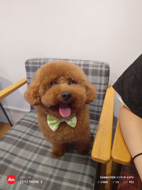 格安トリミング カットモデル犬 トリミングサンプル